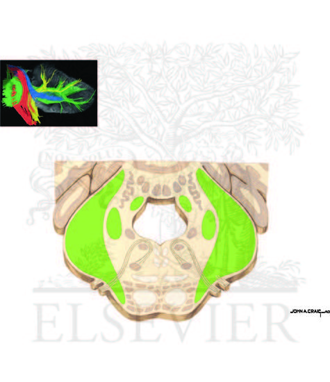 Cerebellar Anatomy: Deep Nuclei and Cerebellar Peduncles