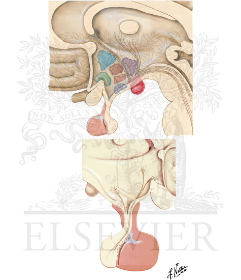 Hypothalamus and Pituitary Gland