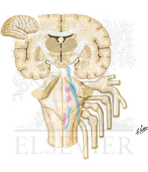 Watermarked preview of unlabeled image: Trigeminal System Peripheral and Central Connections 