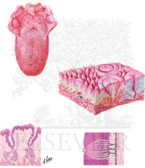 Anatomy of Taste Buds and Their Receptors