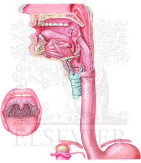 Neural Circuitry of Swallowing 