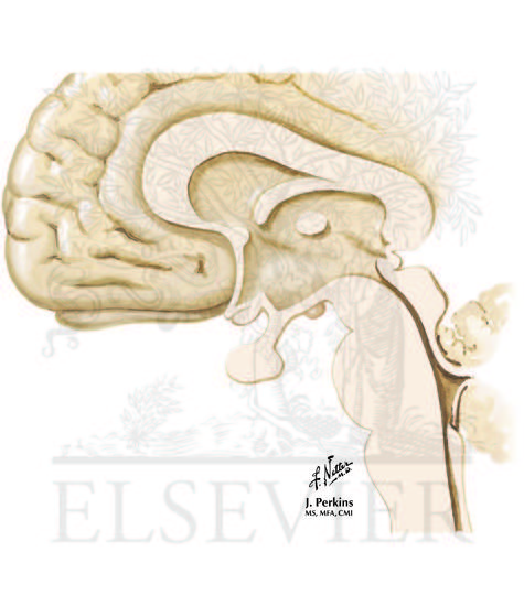 Circumventricular Organs