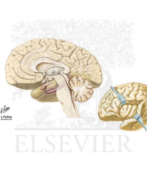 Insular Cortex 