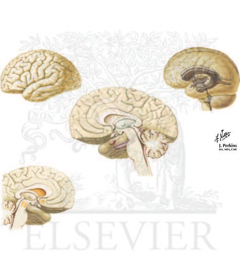 Neuropsychiatric Disorders: Schizophrenia