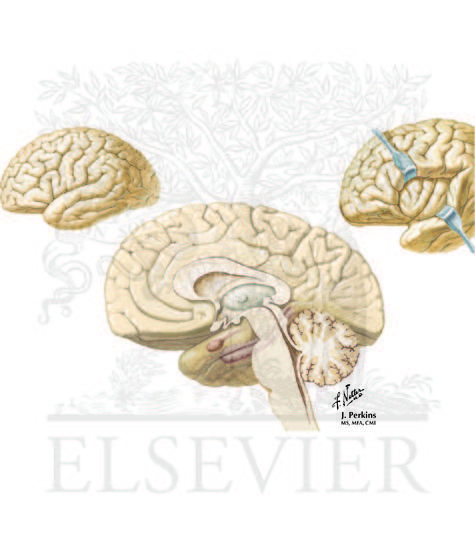Watermarked preview of unlabeled image: Neuropsychiatric Disorders: Panic and Anxiety Disorders