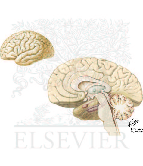 Watermarked preview of unlabeled image: Neuropsychiatric Disorders:  Obsessive-Compulsive Disorder (OCD)