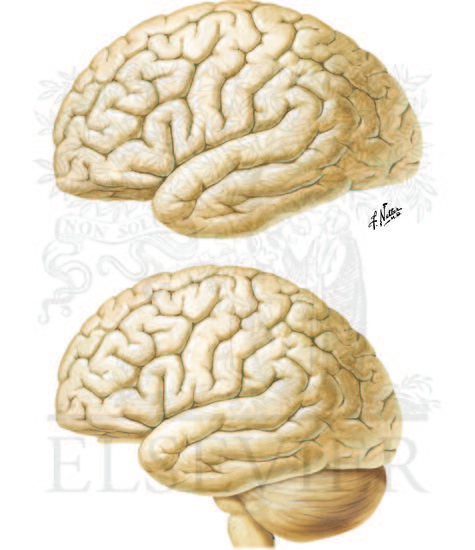 Lateral View of the Forebrain: Brodmann’s Areas