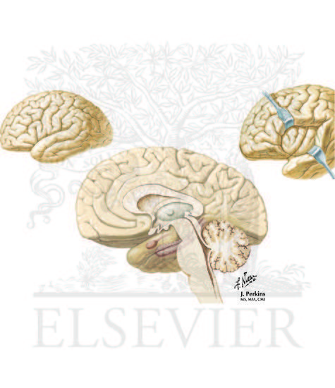 Watermarked preview of unlabeled image: Neuropsychiatric Disorders:  Major Depressive Disorder (MDD) and Bipolar Disorder