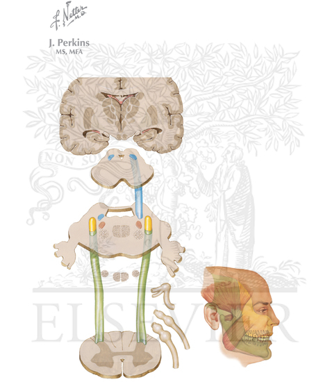 Pain Pathways Biology Diagrams