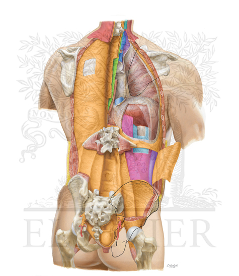 Watermarked preview of unlabeled image: Retroperitoneal Fasciae: Posterior Right Oblique View