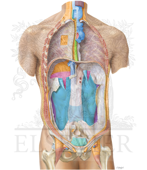 Watermarked preview of unlabeled image: Retroperitoneal Fasciae: Retroperitoneal Interfascial Planes 