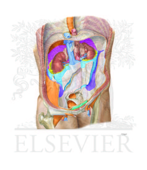 Retroperitoneal Fasciae: Retroperitoneal Interfascial Planes - Bridging Septa SRAL View