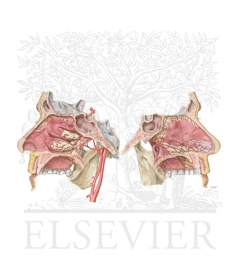 Arterial Supply to Nasal Cavity