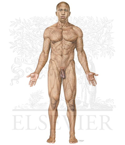 Watermarked preview of unlabeled image: Surface Anatomy: Male