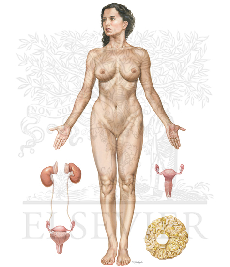 Surface Anatomy: Female