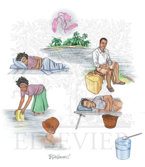 Cholera lifecycle