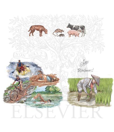 Transmission of leptospirosis