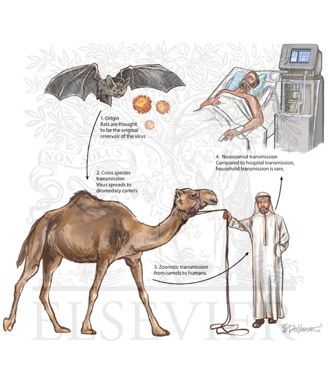 MERS CoV has a unique mode of transmission to humans via camels