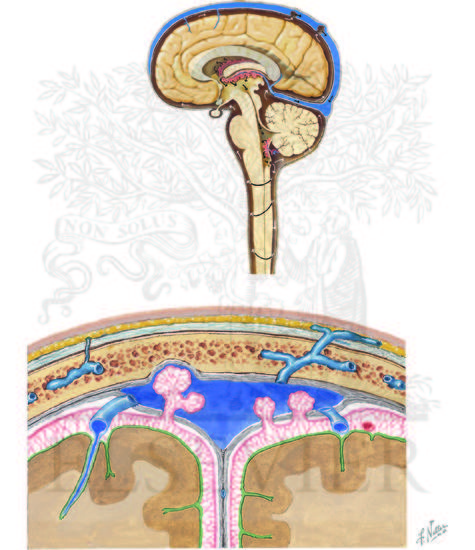 A, Circulation of cerebrospinal fluid and B, Meninges and Superficial Cerebral Veins