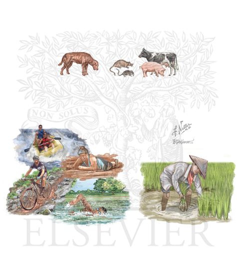 Watermarked preview of unlabeled image: Transmission of leptospirosis