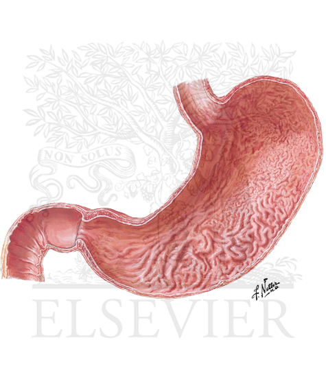 Anatomy of the Stomach