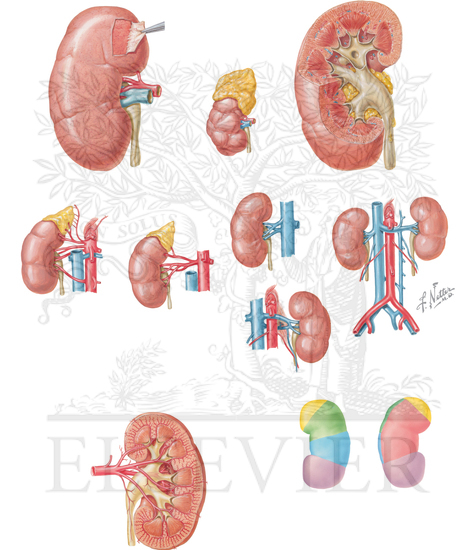 Variations in renal vasculature and renal arterial segment vasculature