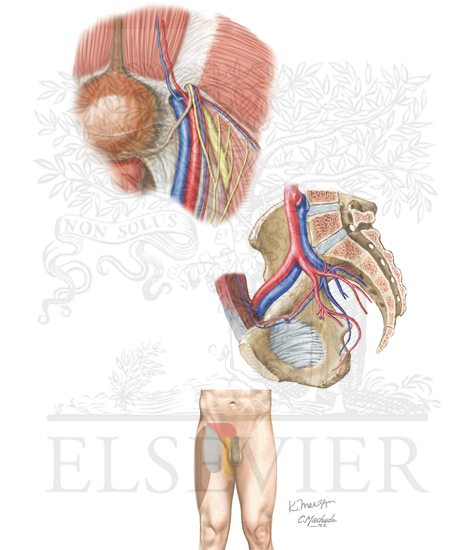 Inguinal anatomy and dermatomal map