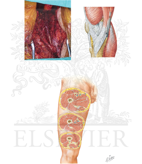 Anatomy of the knee and thigh