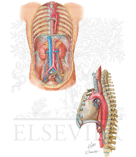 Thoracic and abdominal aorta