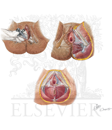 Innervation of External Genitalia and Perineum