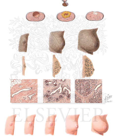 Developmental Stages of the Breast