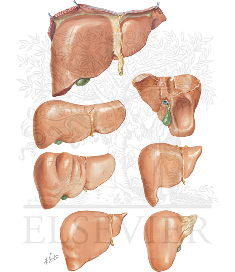 Variations in form of liver