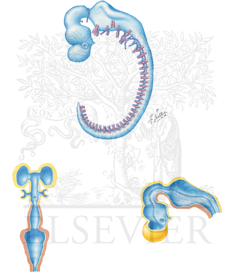 MORPHOGENESIS OF THE BRAIN, SPINAL CORD, AND PERIPHERAL NERVOUS SYSTEM: THE EMBRYO FROM 28 THROUGH 36 DAYS: CENTRAL NERVOUS SYSTEM AT 36 DAYS