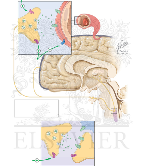 MIGRAINE MANAGEMENT