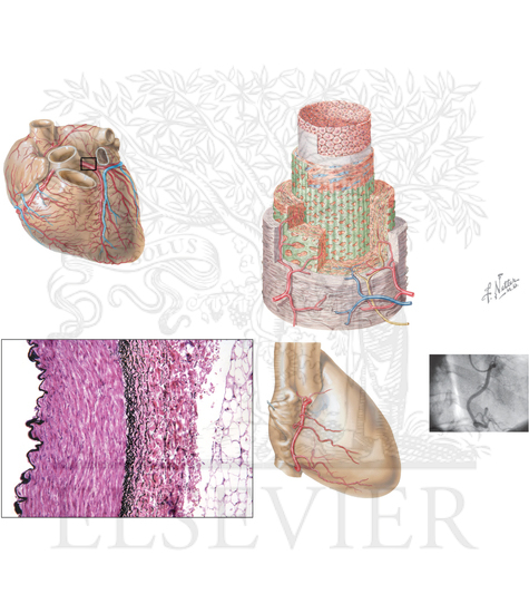 Watermarked preview of unlabeled image: Structure and Function of Coronary Arteries