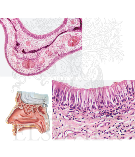 Histology of the Nasal Cavities and Paranasal Sinuses