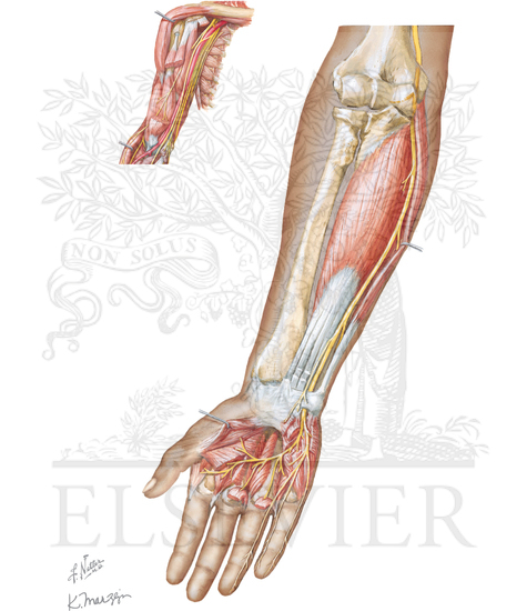 PROXIMAL ULNAR NERVE IN THE AXILLA AND UPPER ARM