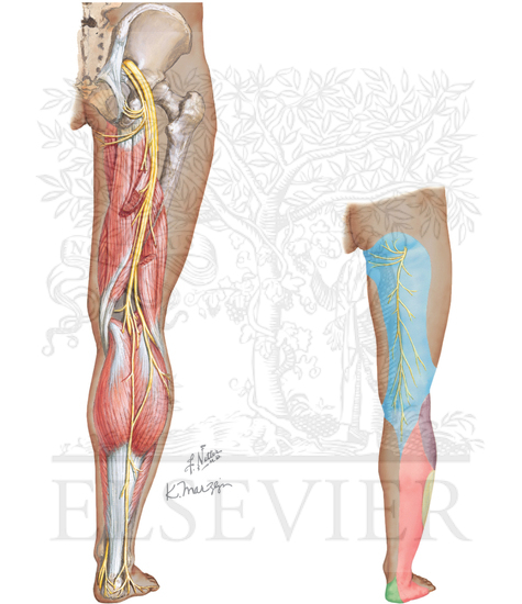 Watermarked preview of unlabeled image: SCIATIC AND POSTERIOR FEMORAL CUTANEOUS NERVES