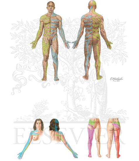 DERMATOMES