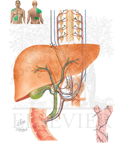 Innervation of Liver and
Biliary Tract