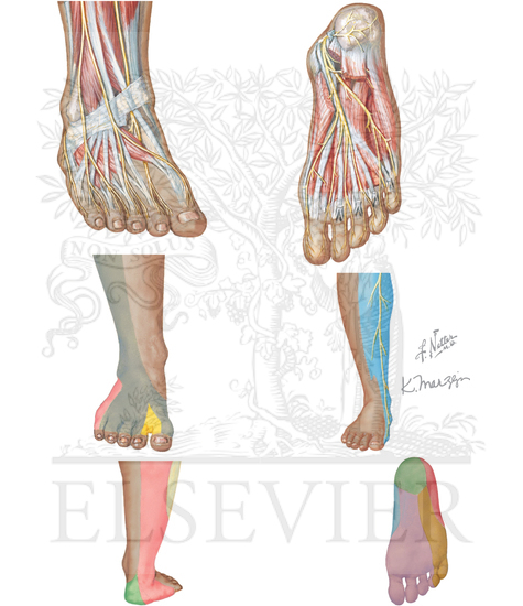 Watermarked preview of unlabeled image: PERIPHERAL NERVES OF FEET, MOST COMMON SITE OF PAINFUL PERIPHERAL NEUROPATHIES