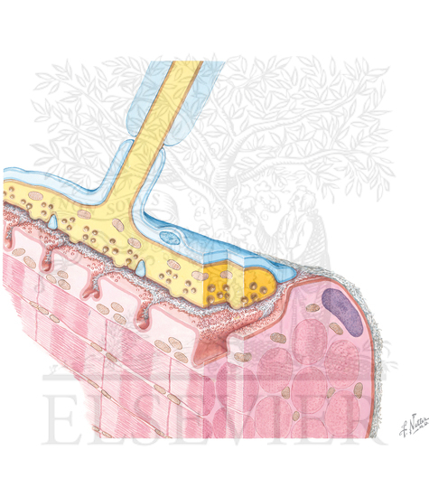 STRUCTURE OF NEUROMUSCULAR JUNCTION
