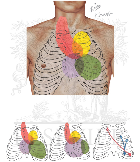 Watermarked preview of unlabeled image: Cardiovascular Examination: Areas of Cardiac Auscultation   