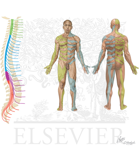 Spinal Nerves and Sensory Dermatomes