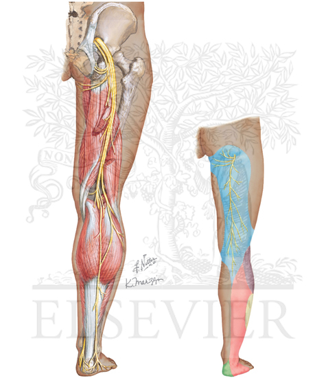 Sciatic Nerve and Posterior Femoral Cutaneous Nerve
