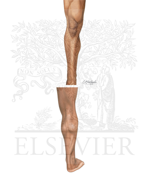 Topographic Anatomy of the Lower Leg