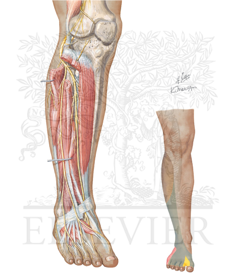 Common Peroneal Nerve