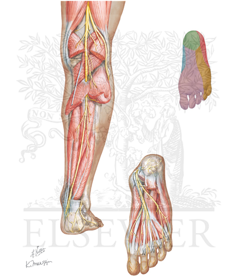 Tibial Nerve