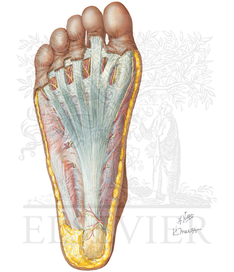 Watermarked preview of unlabeled image: Plantar Foot: Superficial Dissection