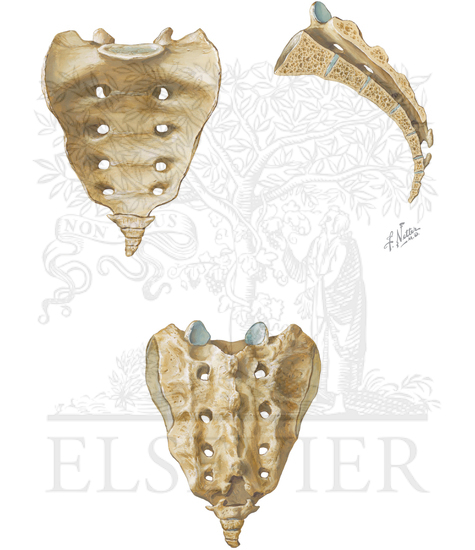 Sacral Spine and Pelvis